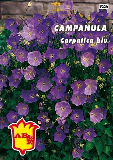 CAMPANULA Carpatica blu