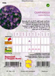 CAMPANULA Carpatica blu