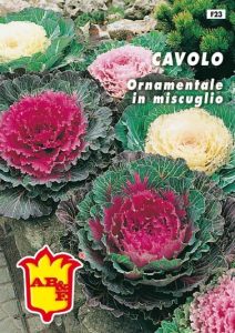 CAMPANULA Carpatica blu