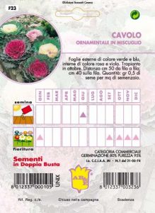 CAMPANULA Carpatica blu