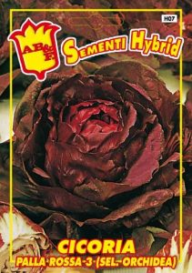 CICORIA Orchidea rossa