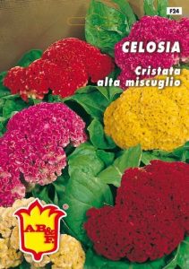 CELOSIA Cristata alta mix