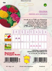 CELOSIA Cristata alta mix