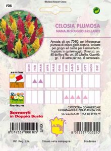 CELOSIA Plumosa nana mix