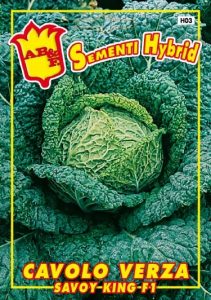CAVOLO VERZA Savoy king