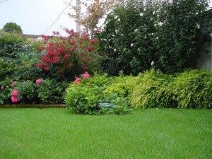 ERBA CAPRIOLA (GRAMIGNA)