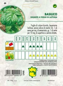 BASILICO Foglia di lattuga