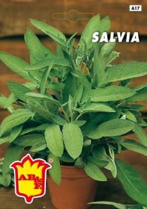 SALVIA