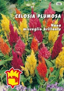 CELOSIA Plumosa nana mix