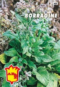 BORRAGINE