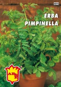 ERBA PIMPINELLA