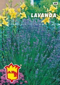 LAVANDA