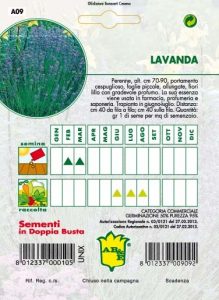 LAVANDA