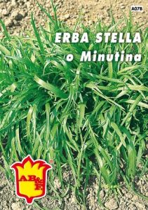 ERBA STELLA