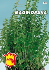 MAGGIORANA