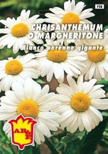 CHRYSANTHEMUS o Margheritone bianco perenne