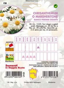 CHRYSANTHEMUS o Margheritone bianco perenne