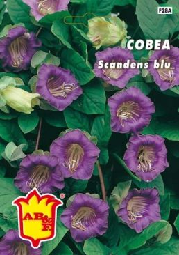 COBEA Scandens blu