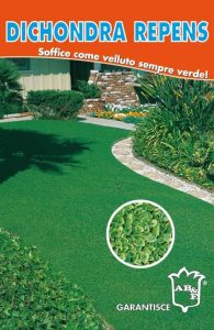 DICHONDRA REPENS