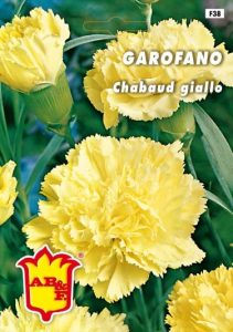 GAROFANO CHABAUD Giallo