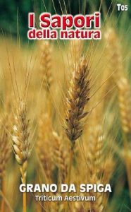 GRANO DA SPIGA