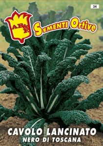 CAVOLO Laciniato o Palmizio senza testa