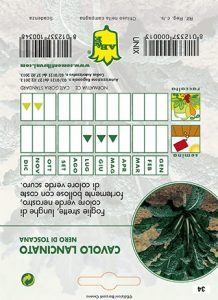 CAVOLO Laciniato o Palmizio senza testa