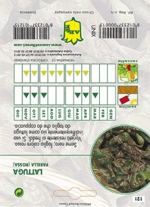 LATTUGA CAPPUCCIO Parella rossa