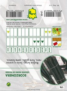 SCORZONERA Gigante di Russia