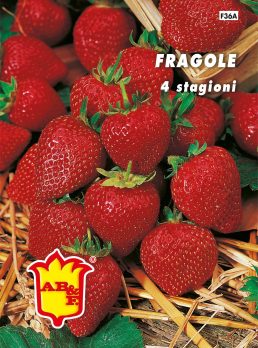 FRAGOLA 4 stagioni