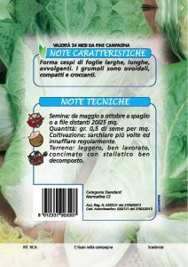 CICORIA Bianca di Milano