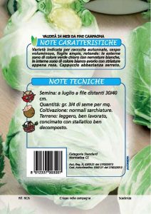 CICORIA Palla bianca invernale