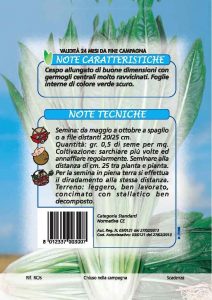 CICORIA Catalogna del Veneto