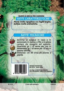 BASILICO Foglia di lattuga