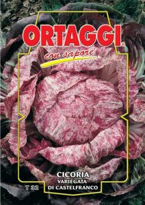 CICORIA Variegata di Castelfranco