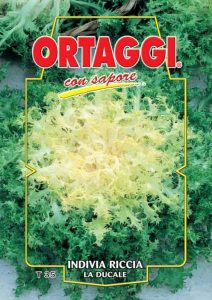 INDIVIA RICCIA Ducale