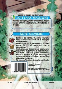 INDIVIA RICCIA Romanesca da taglio