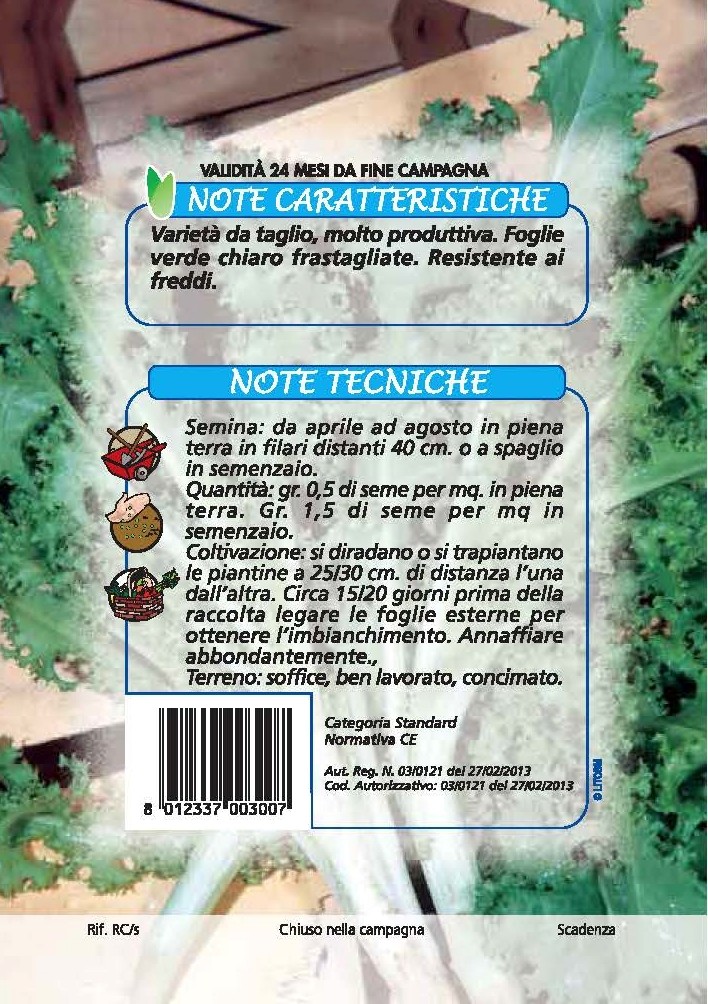 INDIVIA RICCIA Romanesca da taglio