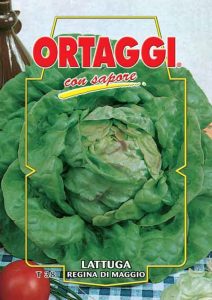 LATTUGA Regina di Maggio