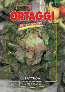 LATTUGA Meraviglia delle 4 Stagioni