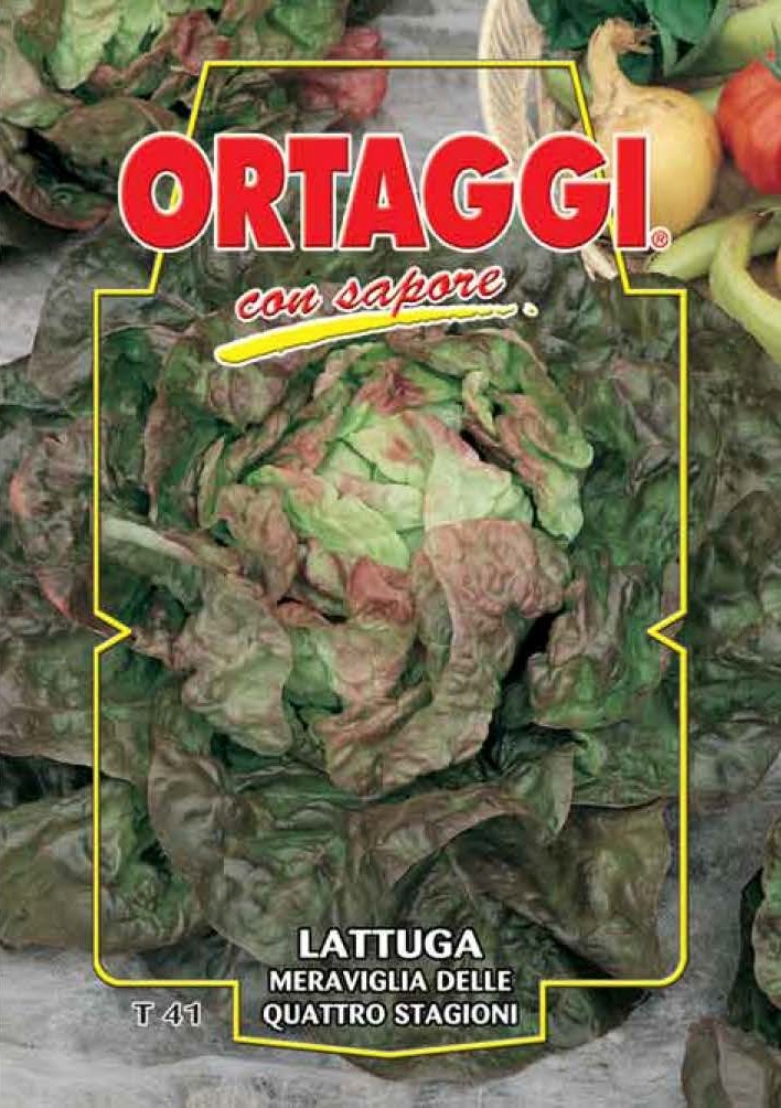 LATTUGA Meraviglia delle 4 Stagioni