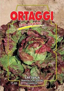 LATTUGA Cappuccio maraviglia de Verano-Canasta