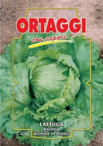 LATTUGA Batavia bionda di Parigi