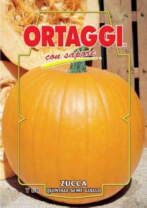 ZUCCA Quintale gialla