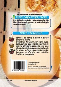 ZUCCA Quintale gialla