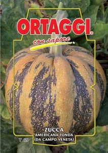 ZUCCA Americana tonda (da campo Veneta)