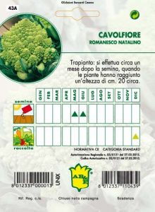 CAVOLO BROCCOLO Romanesco