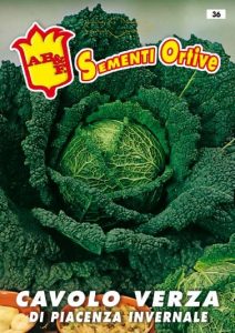 CAVOLO VERZA di Piacenza (invernale)