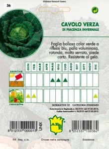 CAVOLO VERZA di Piacenza (invernale)