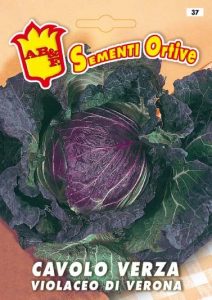 CAVOLO VERZA Violaceo di Verona